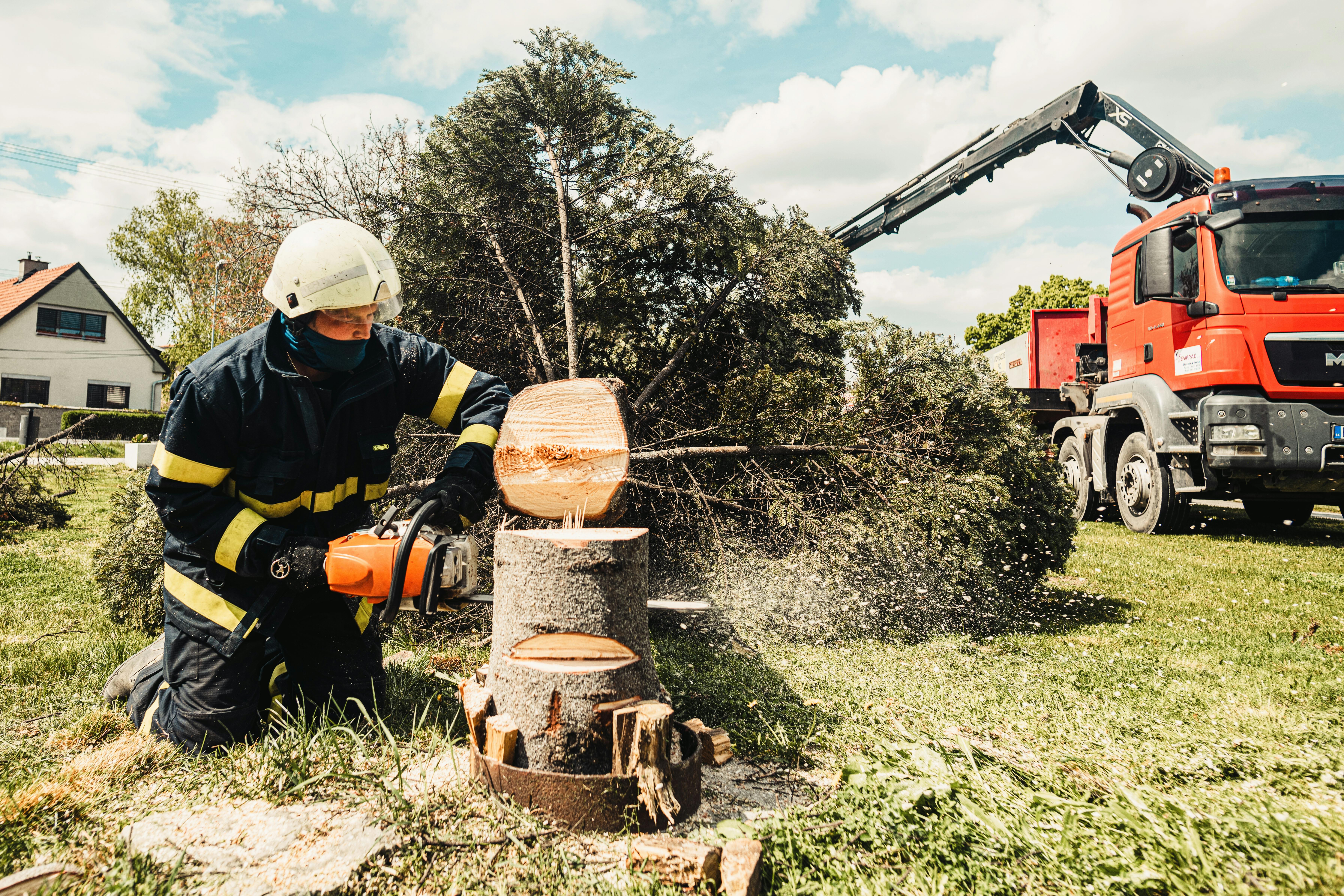 Tree Trimming & Removal services near you Tree Trimming & Removal